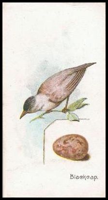 41 Blackcap